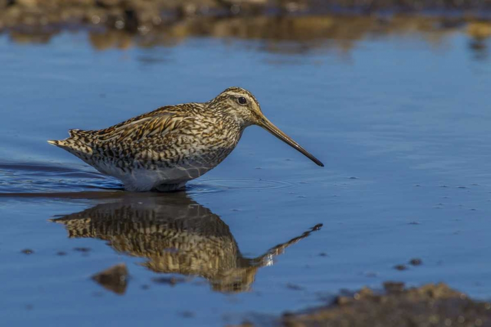 Sea Lion Island Magellanic snipe in water